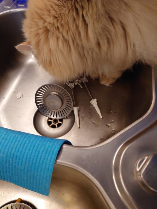 Katt i diskho omgiven av vita föremål, blå trasa; rostfritt stål, otydlig, vattenstänk.