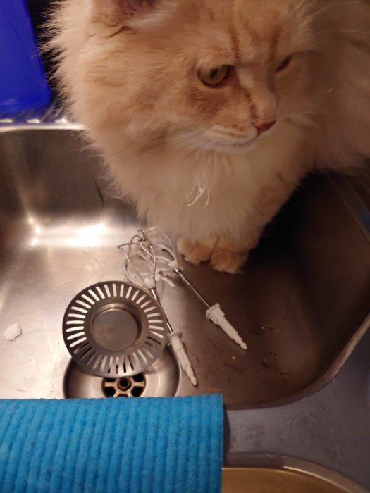 Fluffig orange katt i rostfritt stål diskho med trasiga hörlurar; blå disktrasa i förgrunden.