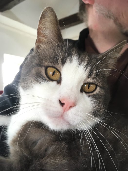 En närbild på en grå och vit katt med gula ögon. Oskärpa av person i bakgrunden.