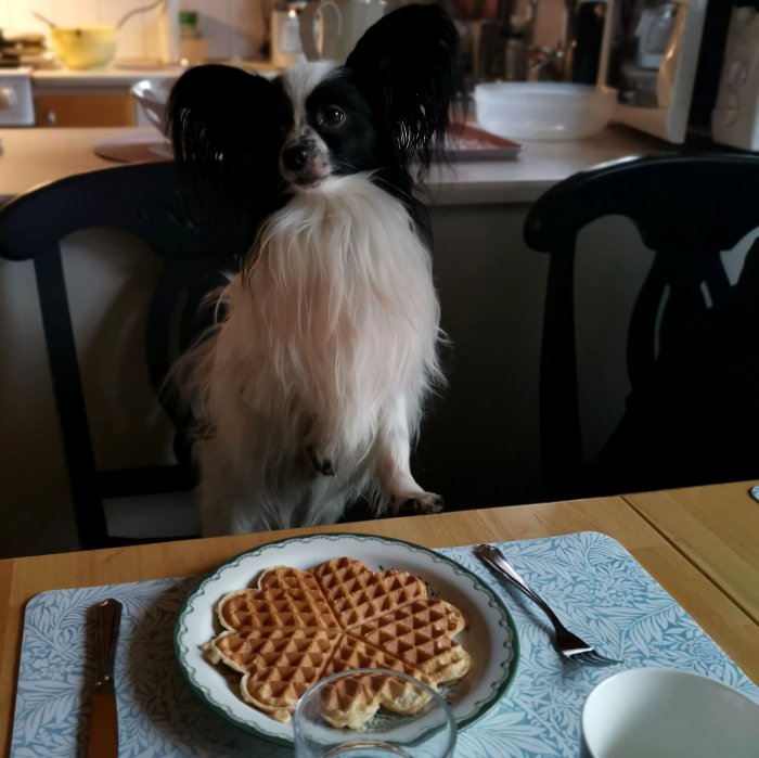 Papillon hund sitter vid bord, ser på våffla, kök i bakgrunden, vatten kopp, kniv, hemtrevlig känsla.