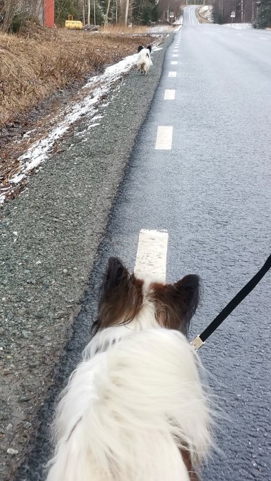 Hund på promenad i koppel, ser annan hund på landsväg, vintertid, bar mark och snörester.