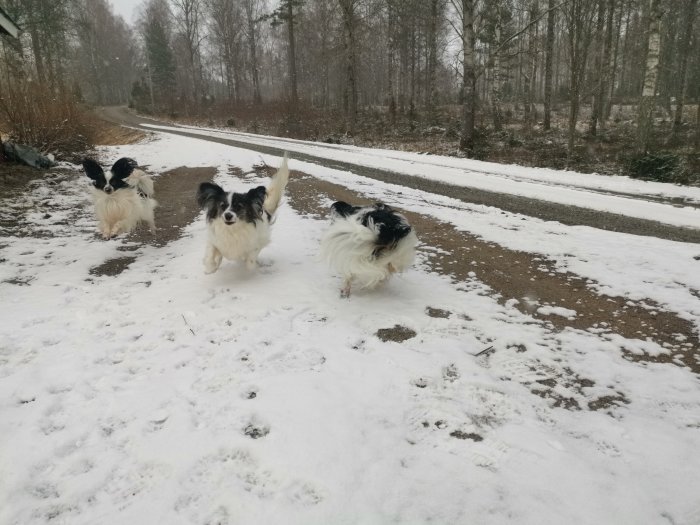 Tre hundar leker i snön på en skogsväg. Vädret är vinterligt och snöfall syns.