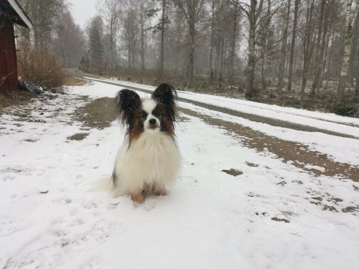 Papillonhund i snö, väg och träd i bakgrunden, vinterdag, lantlig miljö.