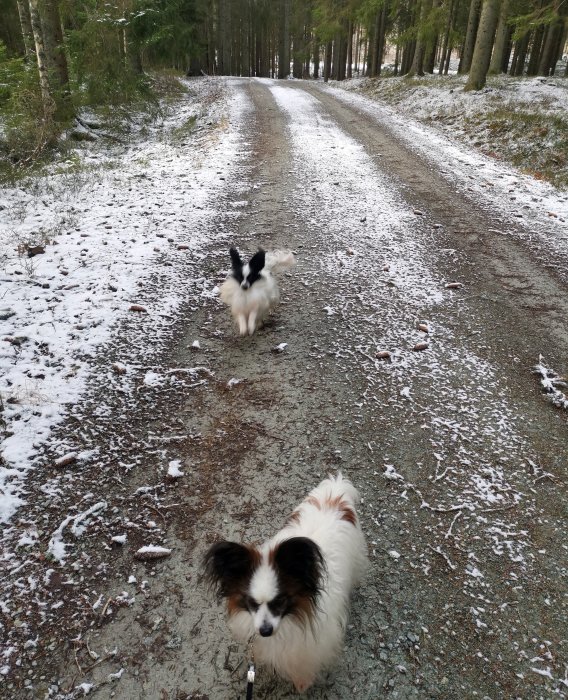 Två hundar på en skogsväg med snöfläckar, den närmaste tittar mot kameran.