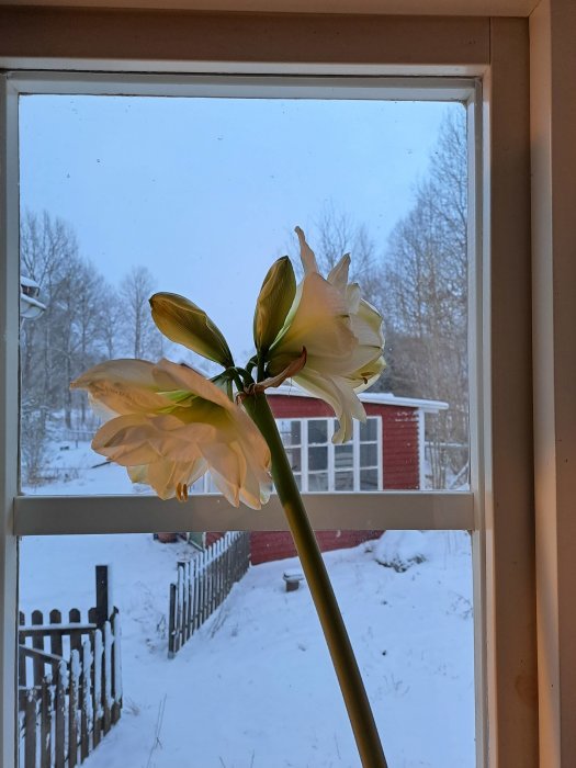 Amaryllis inne med utsikt över snötäckt trädgård och rött trädhus.