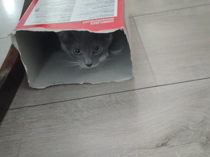 Grå katt gömmer sig i uppriven pappkartong på ett trägolv.