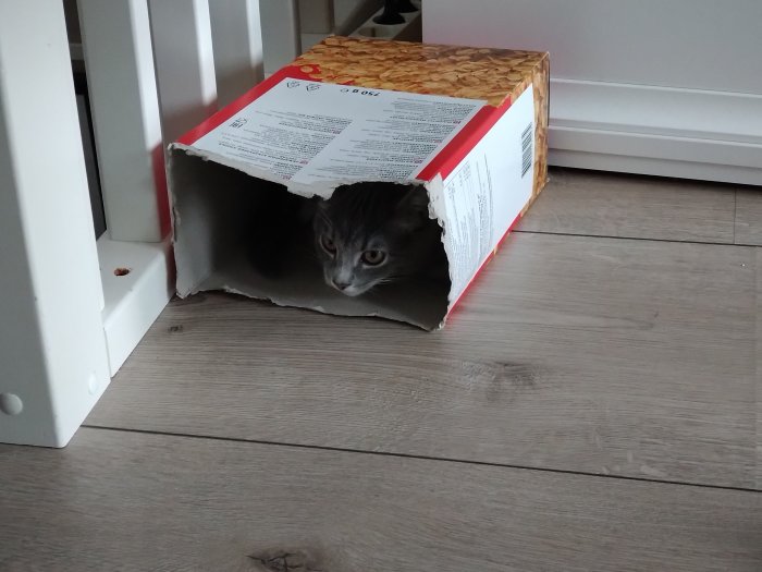 Katt gömmer sig inuti en uppfläkt papperslåda på ett trägolv.