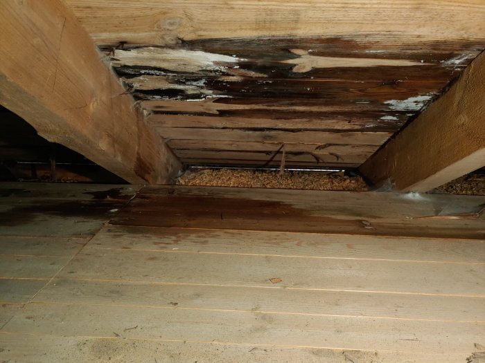 Fukt- eller vattenskador på träbjälkar och takstolar i ett vindutrymme, med synliga tecken på mögel och röta.