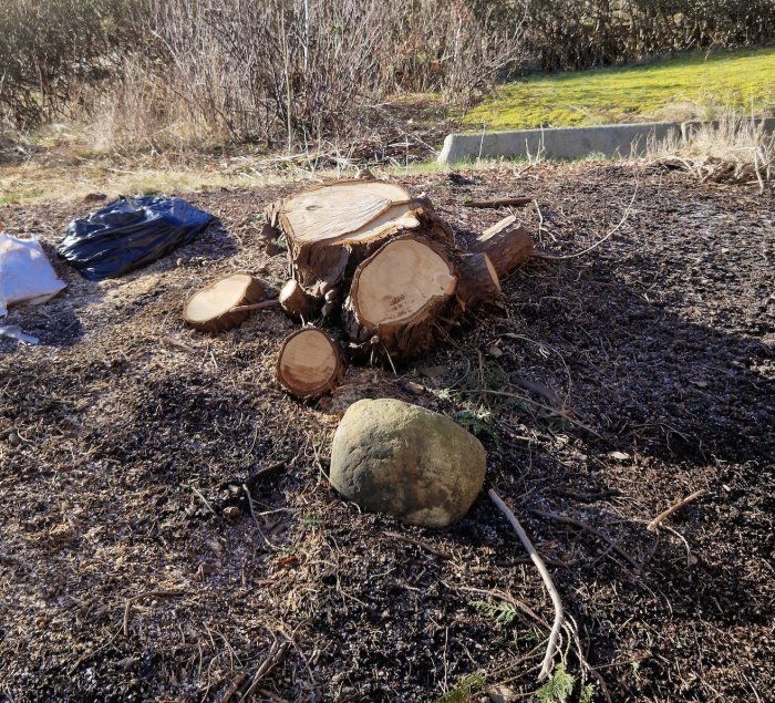 Nedhuggen trädstam och grenar på marken, soligt, skräp i bakgrunden, utomhus, dagtid.