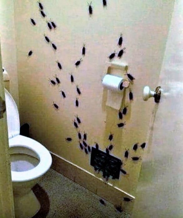 Toalett med vägg täckt av kackerlackor, toalettpapper, obehaglig syn.