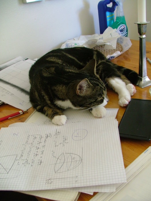 Katt ligger på skrivbord bland papper med matematiska beräkningar, stängd bärbar dator, tändsticksaskar och rengöringsmedel.