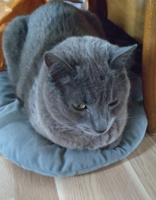 Grå katt sitter på en filt, ser avslappnad ut, inomhusmiljö, trägolv.
