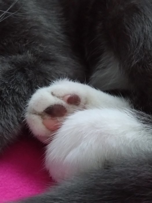 Närbild på en grå katts tass med rosa kuddar mot vit och grå päls.