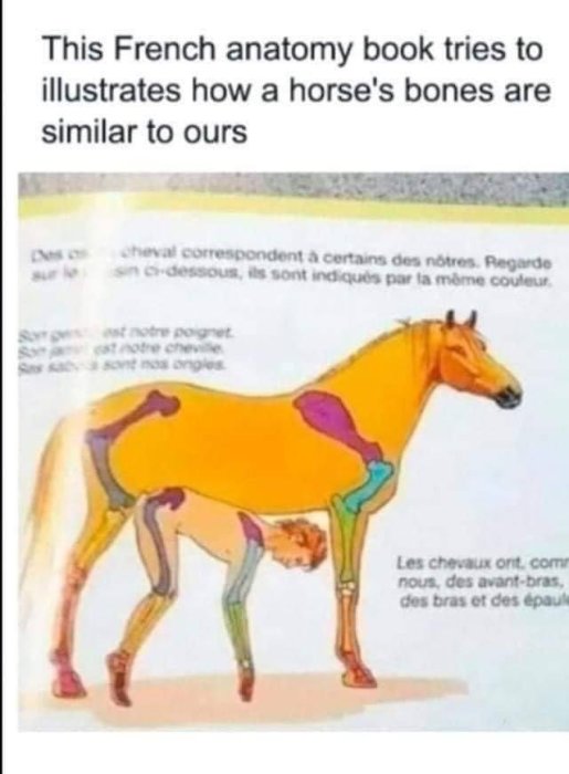 Häst illustrerad med färgade regioner för att visa benens likheter med människans anatomi i en bok.