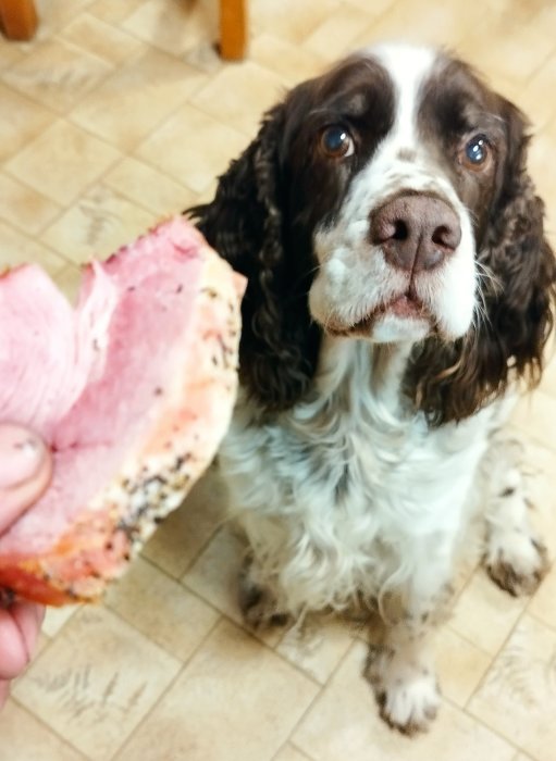 En hund ser förväntansfullt på en skinksmörgås som en person håller fram.