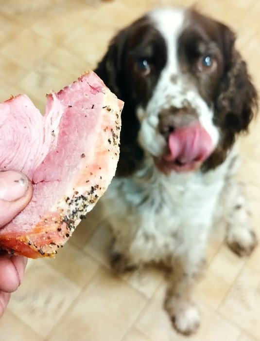 Hand håller skinka, ivrig hund tittar och slickar sig om munnen.