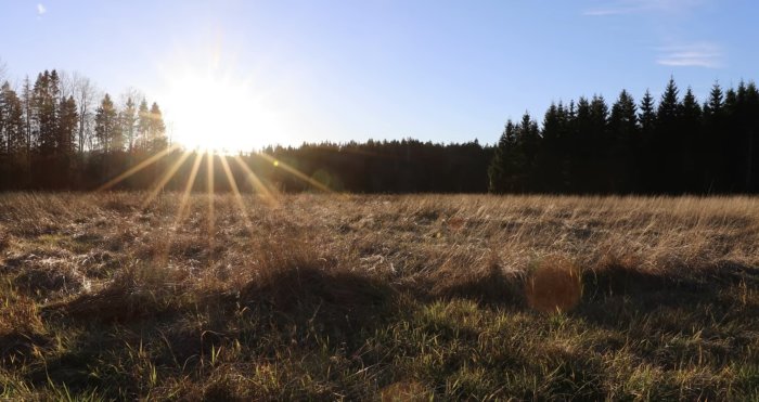 Solnedgång över ett gyllene fält med skog i bakgrunden och strålar som genomborrar himlen.