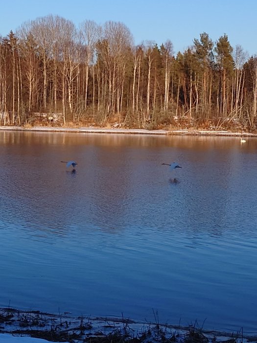 Sjö med fåglar i flykt, träd vid strandkant, snöfläckar, klart väder.