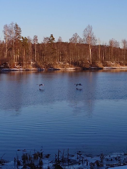 En stilla sjö, vinterträd, snöfläckar, fåglar som simmar, skymning, lugn natur.