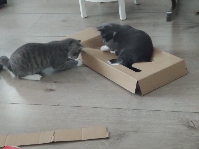 Två katter leker med en öppnad kartonglåda på ett trägolv i ett rum.