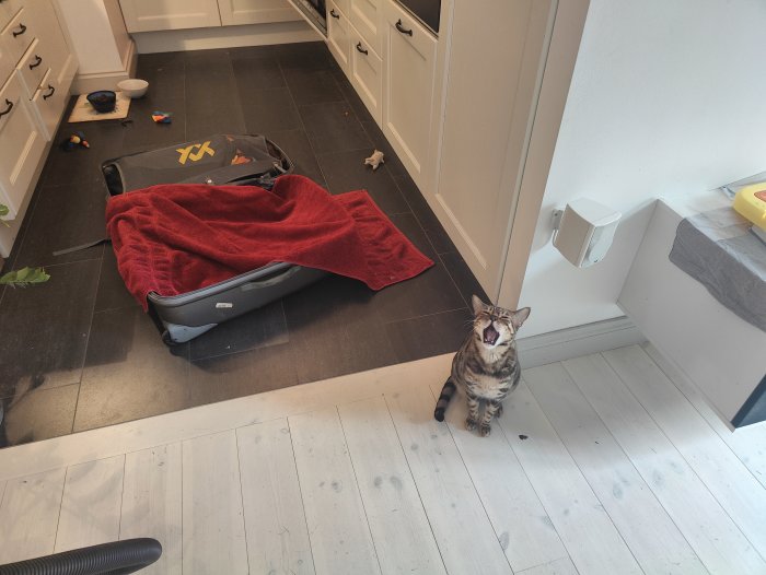 Katt gapar framför öppen resväska, leksaker och filt på golv i kök.