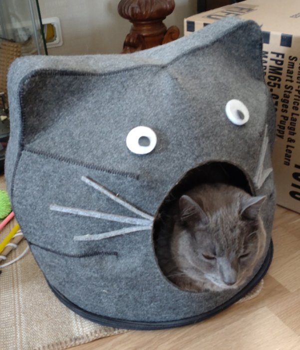 Grå katt inne i kattleksak formad som kattansikte, vit ögon, mysigt, inne i hem.