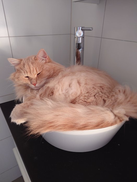 En fluffig röd katt sover bekvämt i en vit handfat ovanför en mörk bänkskiva.