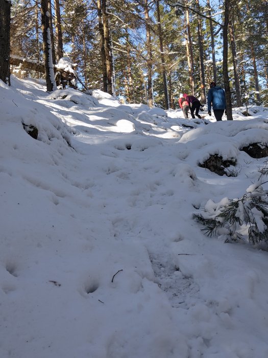 Personer vandrar i snötäckt skog, soligt, spår framåt, vinterdag, natur, aktivitet utomhus.