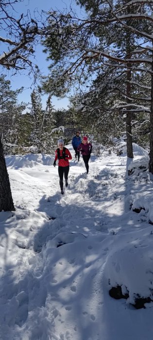 Tre personer joggar på en snöig stig i en solig, snötäckt skog.