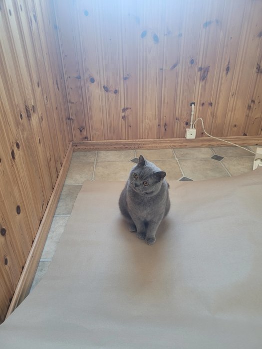Grå katt sitter på beige matta, trävägg bakom, inomhusmiljö, dagsljus, lugn atmosfär.