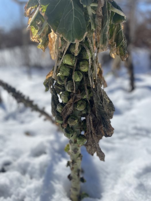 Ett frysande brysselkålsstånd i snö med vissna blad, i skarp fokus mot suddig bakgrund.