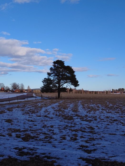 Ensam tall på en snötäckt äng med blå himmel och små moln, spår i snön, staket och hus i fjärran.