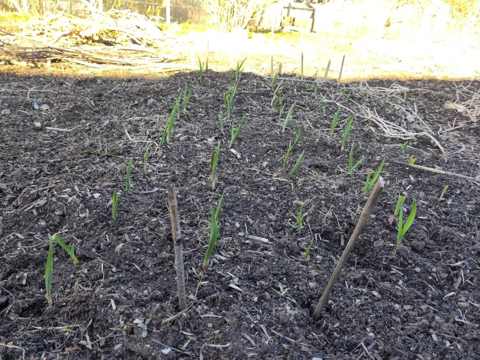 Nyplanterade gröna skott i jord, soligt, pinnar markerar plantor, vårkänsla, odlingsbädd i trädgård.