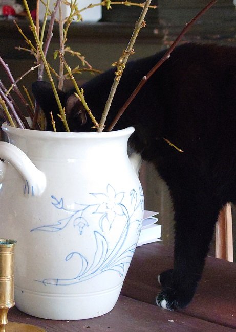 Svart katt undersöker en vas med grenar på ett bord.