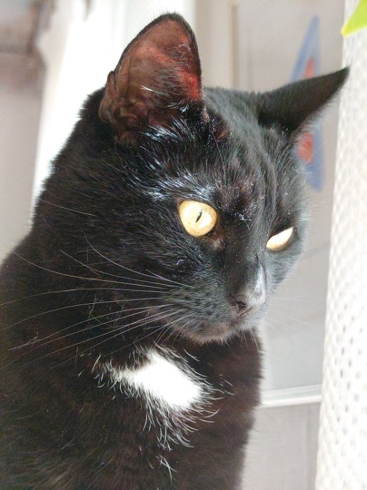 Svart katt med gulögda blickar åt sidan, vit fläck på bröstet, inomhus, dagsljus.