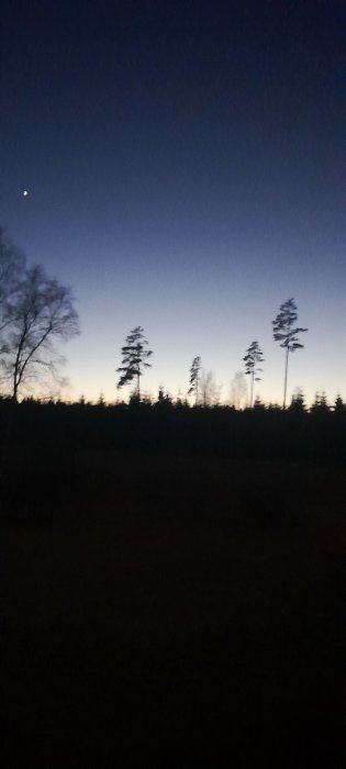 Skymning, träd silhuetter, första stjärnan synlig, mörk blå himmel.