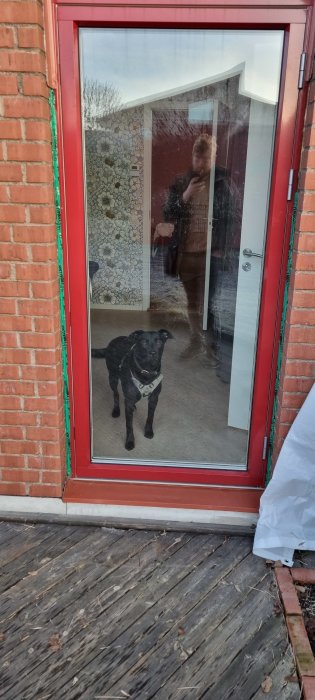 Svart hund vid röd dörr, spegling av person som fotar, trädeck, dagstid.