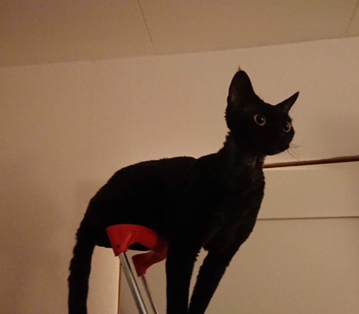Svart katt sittande på röd barstol ser uppmärksamt ut i rummet.