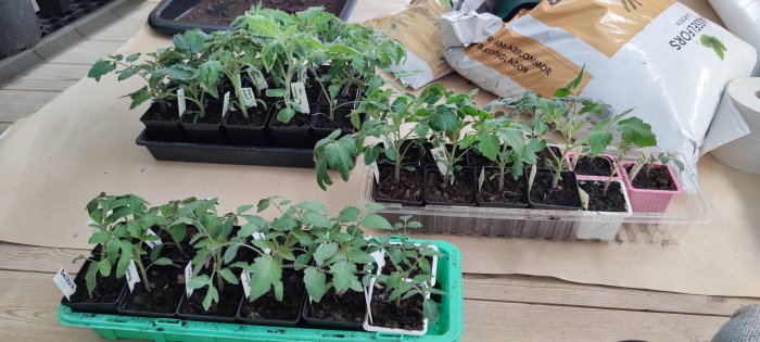 Flera plantor i krukor på ett bord, etiketter namnger olika tomatsorter, trädgårdsskötsel, odlingsbäddar i bakgrunden.