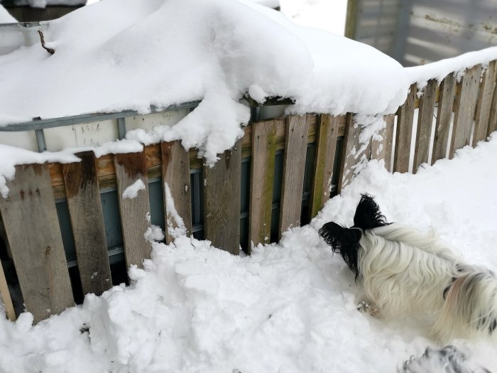 Hund utforskar snötäckt trädgård vid ett gammalt trästaket.