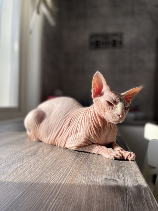 En hårlös katt ligger på ett bord i solljus. Inomhus, fokus på katten, bakgrunden är suddig.