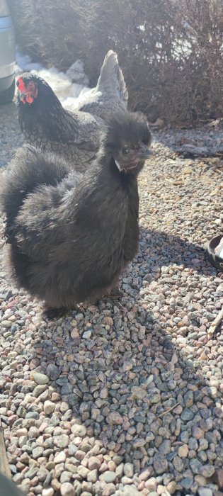 Två fjädrar av höns på grus, ett med fluffiga svarta fjädrar i förgrunden, soligt väder.