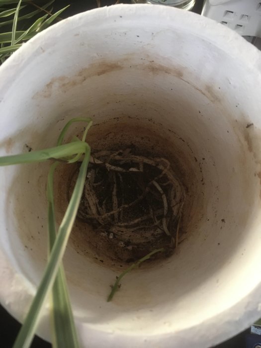 En vit kruka med jordrester och en liten grön planta hängandes över kanten.