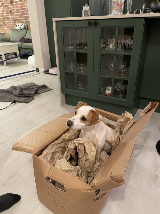 En vit och brun hund sitter i en kartong fylld med packpapper i ett modernt kök.