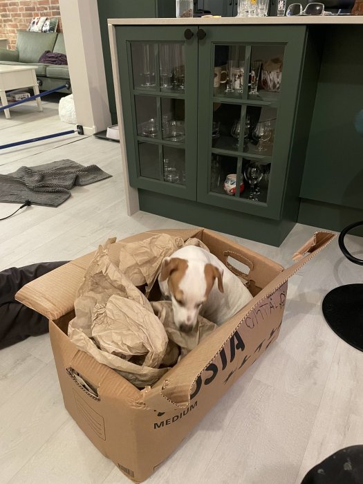 Hund i en kartong med skrynkliga papper i ett modernt kök med skåp och tegelvägg.
