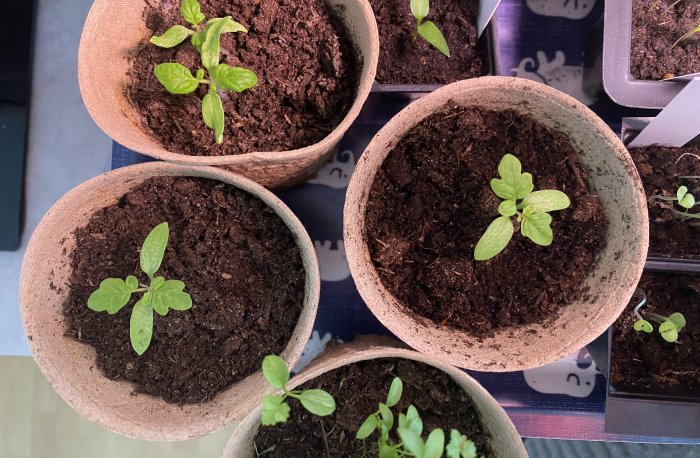 Fem krukor med jord och unga växter inomhus, grön tillväxt, biologisk nedbrytbar krukor, hemodling.