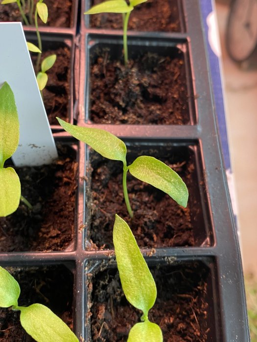 Färska grönplantor i krukor med jord, trädgårdsodling, inomhusljus, hållbara små blad, tillväxt, förkultivering.