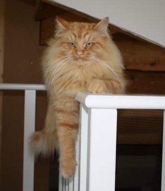 En långhårig orange katt lutar avslappnat mot ett vitt staket inomhus, med en fundersam blick.