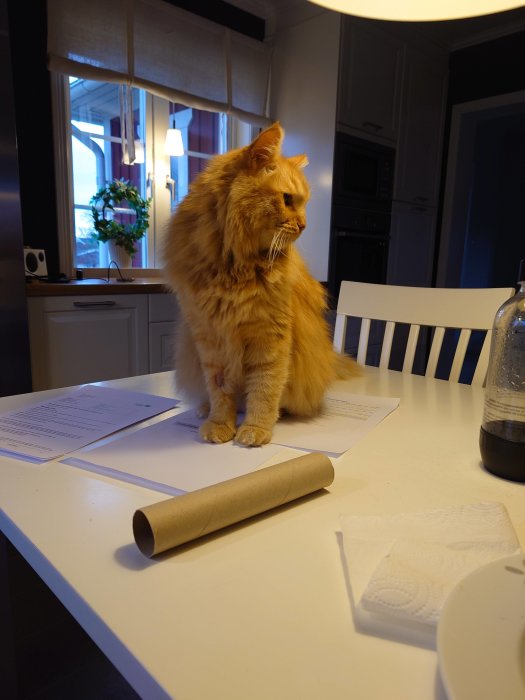 Röd katt på köksbord med dokument, kartongrulle och kaffekopp. Inredning, hemtrevnadstemning, fönster med krukväxt.