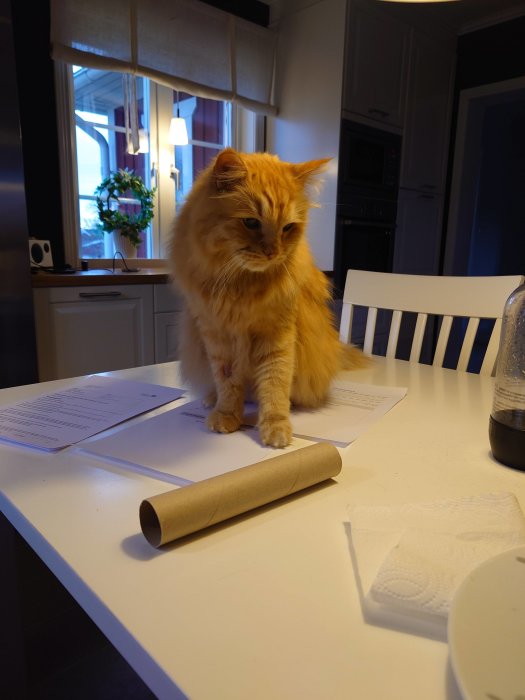 En orange katt sitter på ett vitt köksbord bland papper och en rullkärna.